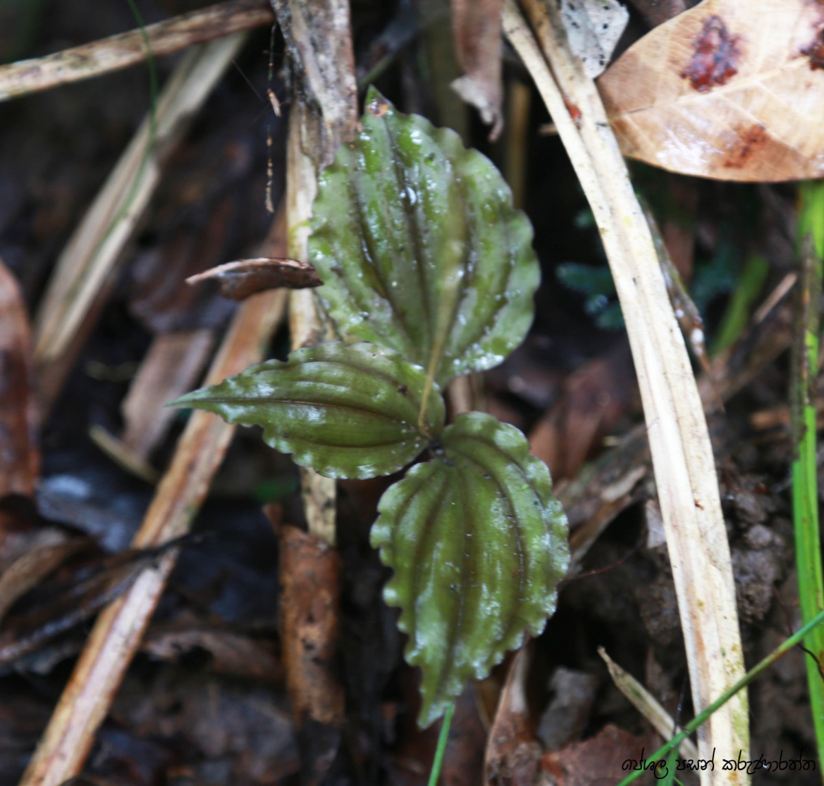 Malaxis discolor (Lindl.) Kuntze